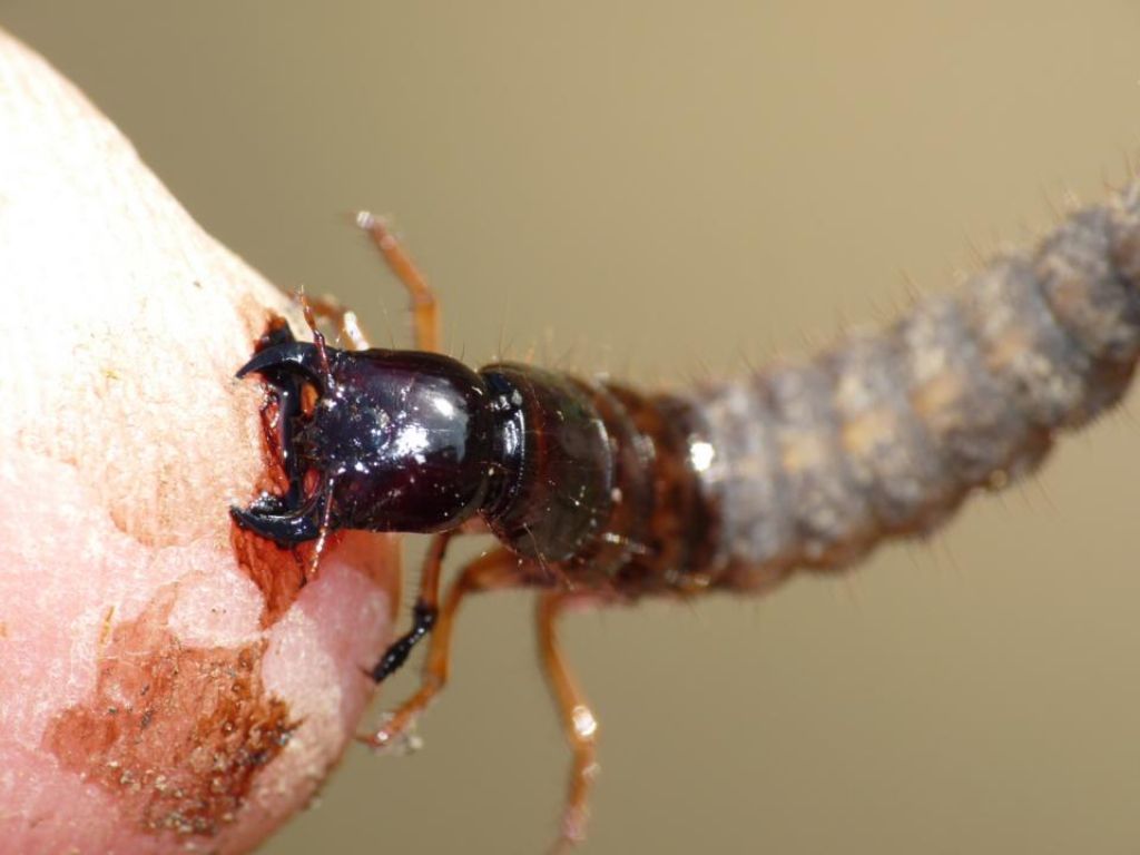 Larva di Ocypus olens (Staphylinidae)